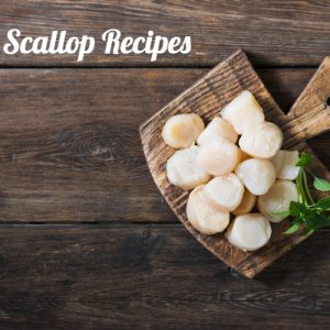 scallop recipes